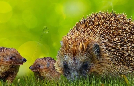 Wir unterstützen den Verein Igelhilfe Baselbiet